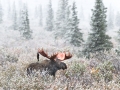 Bull moose in Alaska