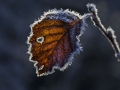Høstlige og rimet løvtreblad, med gråtende øye, av bjørk (Betula pubescens) takker får året. Orkdal, Sør-Trøndelag